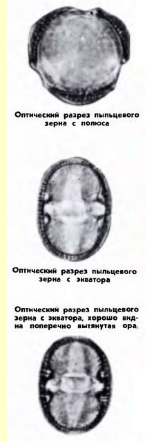 Василек синий, или полевой (C.Cyanus L.) - пыльцевые зерна Василек синий, или полевой (C.Cyanus L.) - пыльцевые зерна